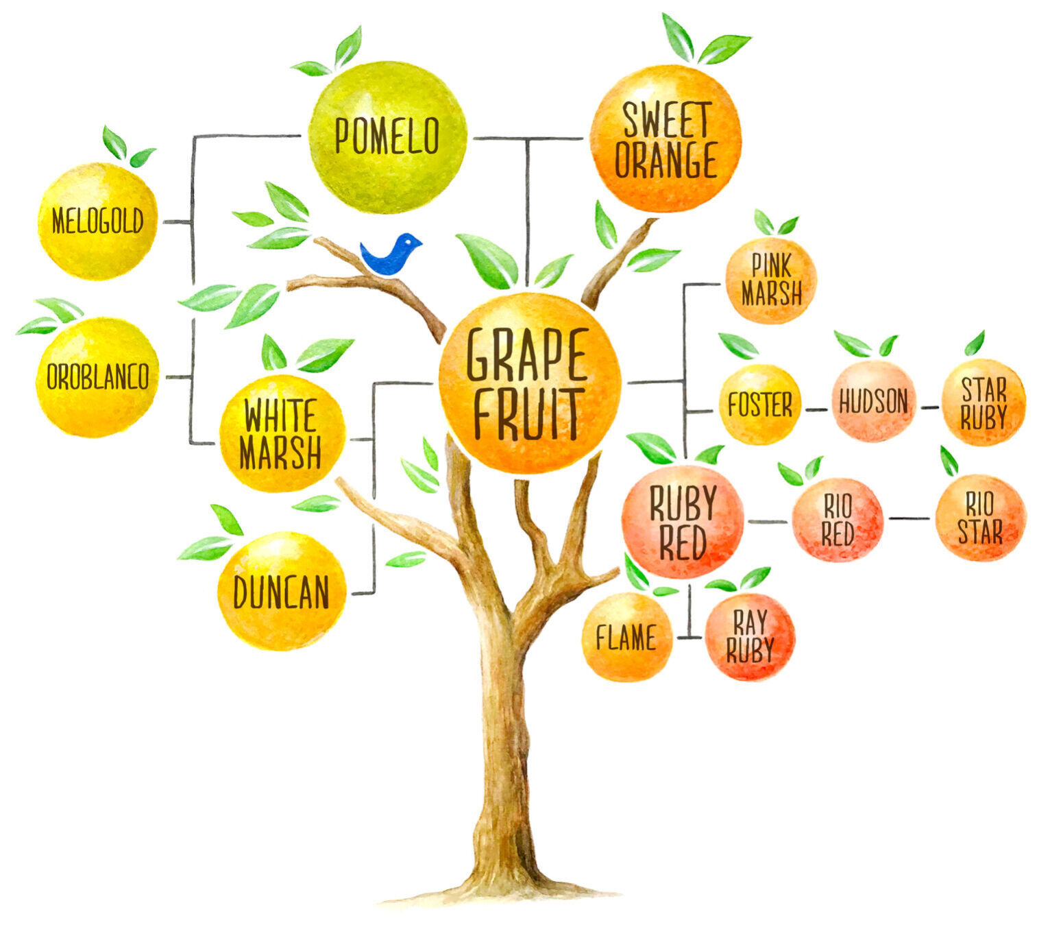 Grapefruit family tree